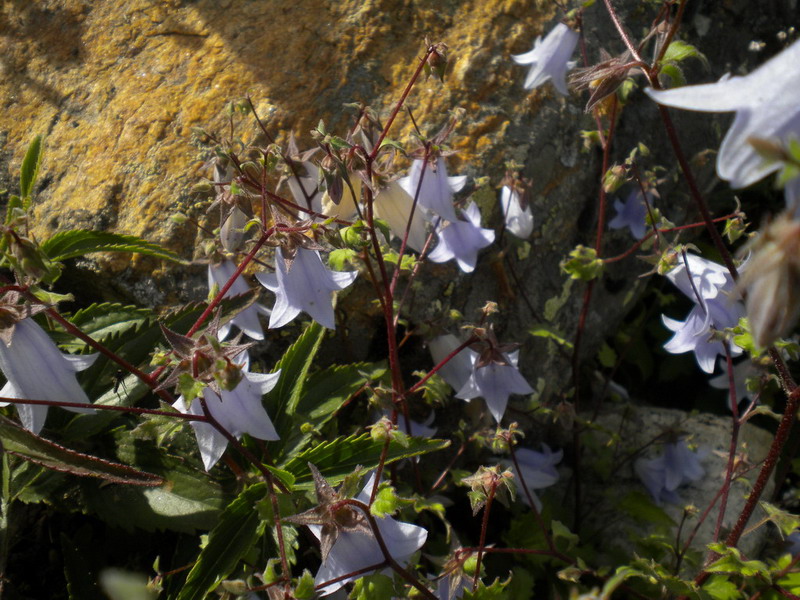 Campanula